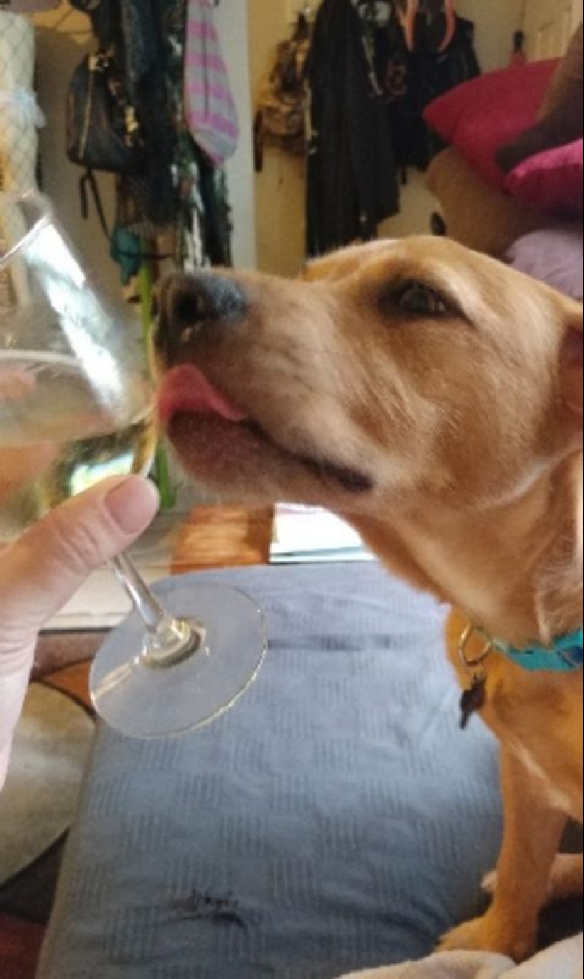 20 photos of Pets that have mastered the art of foraging 20 photos of Pets that have mastered the art of foraging