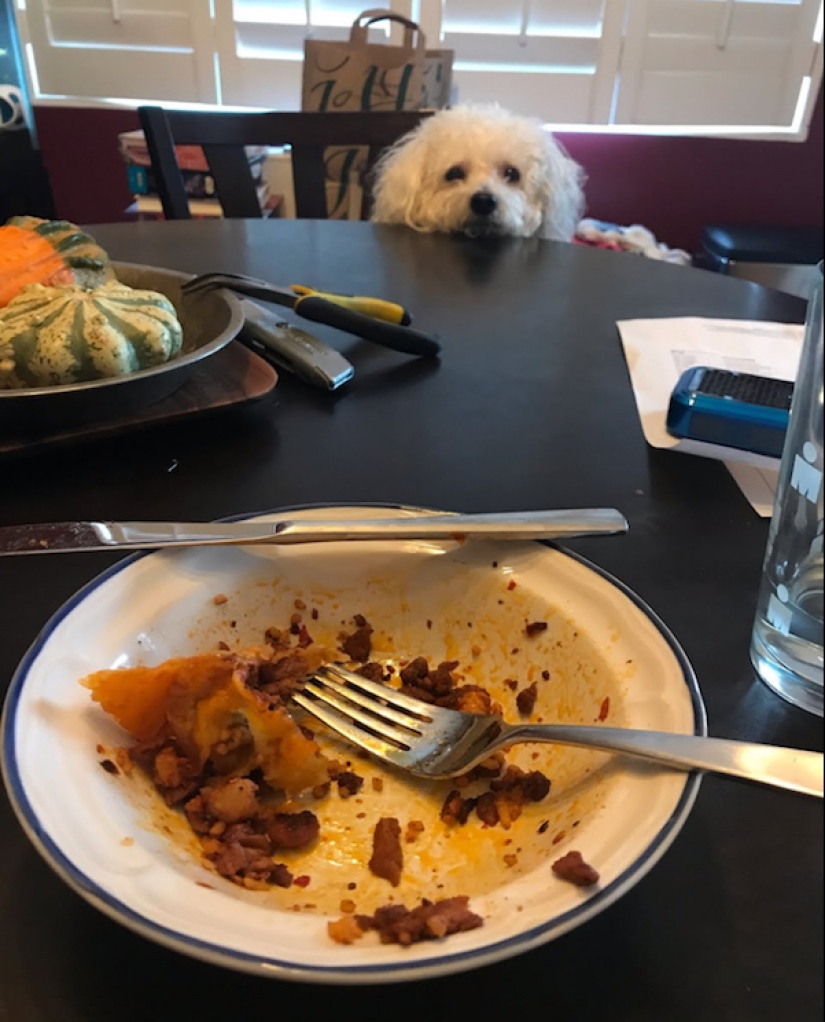 20 photos of Pets that have mastered the art of foraging 20 photos of Pets that have mastered the art of foraging