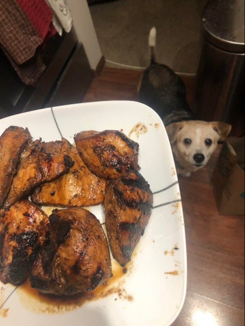 20 photos of Pets that have mastered the art of foraging 20 photos of Pets that have mastered the art of foraging