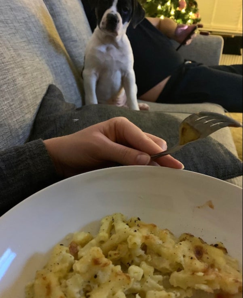 20 photos of Pets that have mastered the art of foraging 20 photos of Pets that have mastered the art of foraging