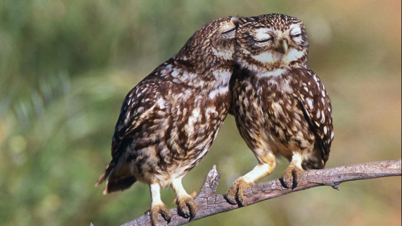 20 Photos That Owls Can Be Proud Of