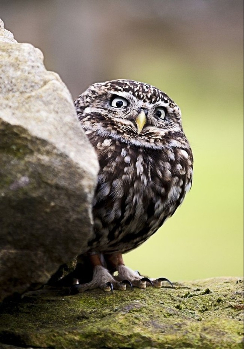 20 Photos That Owls Can Be Proud Of