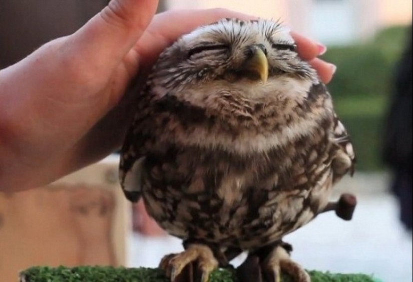 20 Photos That Owls Can Be Proud Of