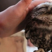 20 Photos That Owls Can Be Proud Of