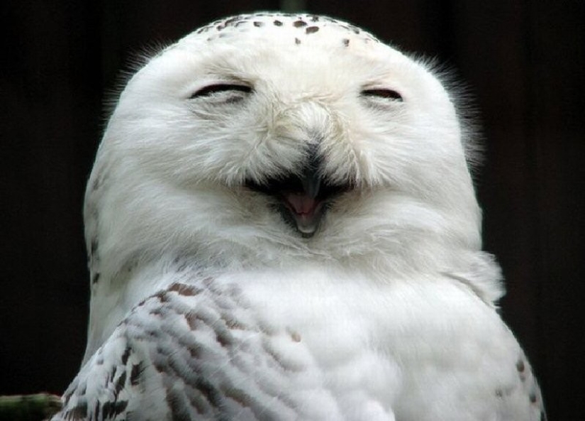 20 Photos That Owls Can Be Proud Of
