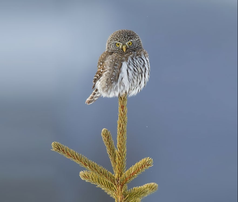 20 Photos That Owls Can Be Proud Of