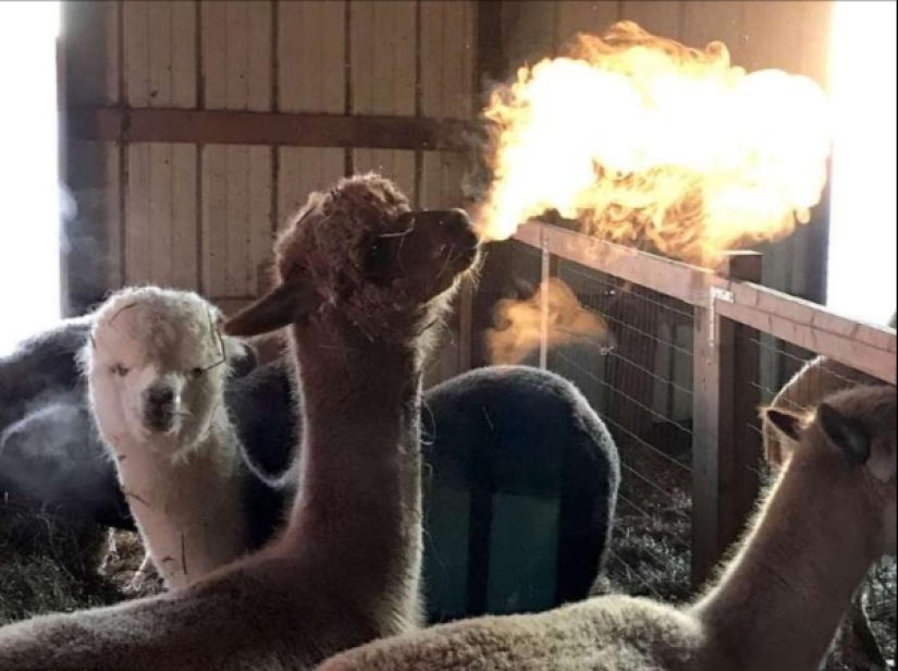 20 pictures you have to look twice