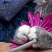 20 plantas de gato que requieren caricias y comida