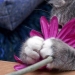 20 plantas de gato que requieren caricias y comida