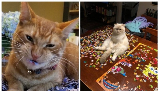 20 proofs that cats and puzzles are incompatible