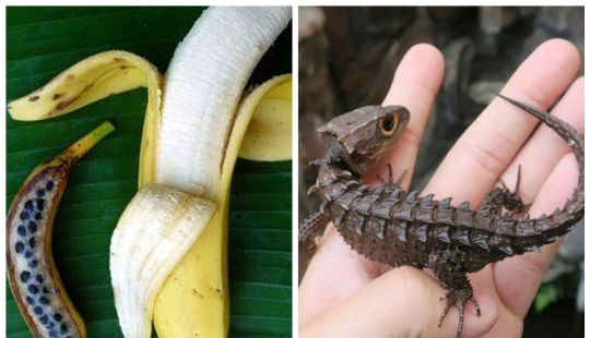 20 proofs that our world is full of unexpected discoveries 20 proofs that our world is full of unexpected discoveries