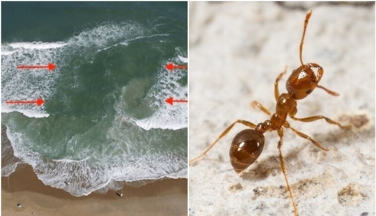 20 signals of nature that warn us of danger