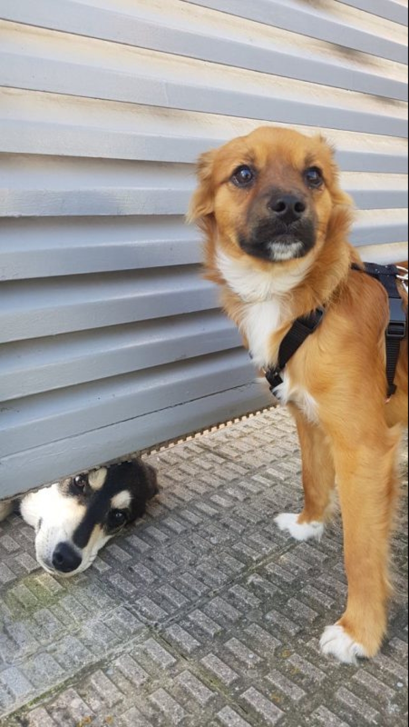 20 super-mimimish photos that will delight you