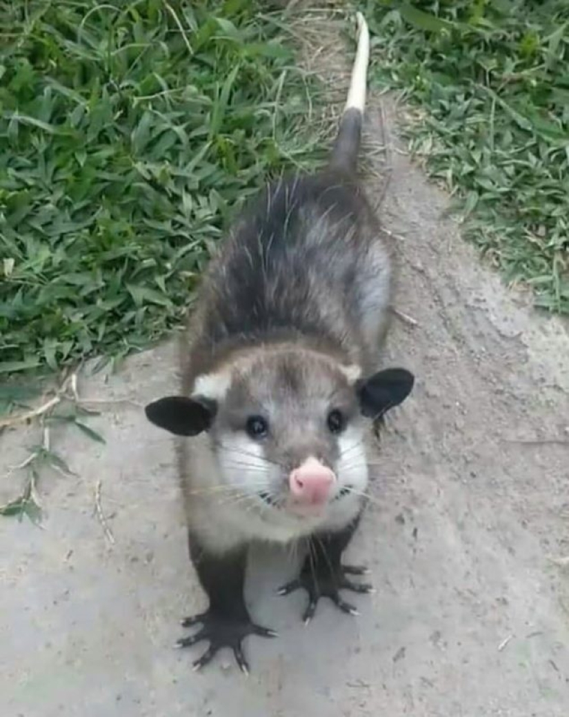 20 super-mimimish photos that will delight you