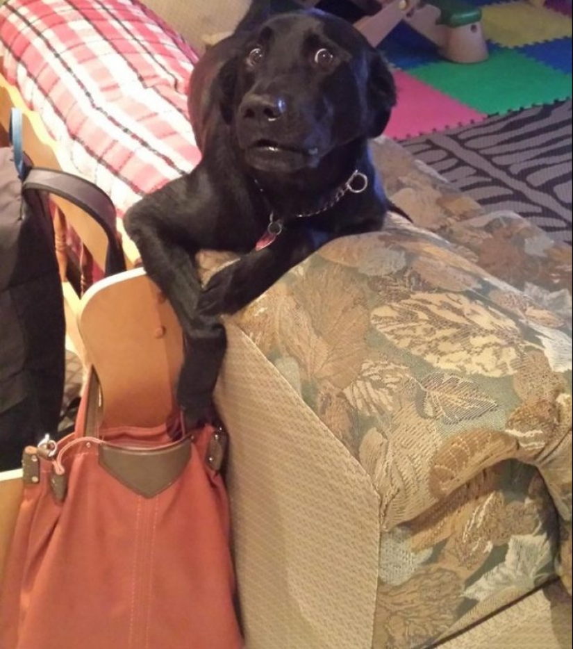 20 times when the owners caught their Pets red-handed 20 times when the owners caught their Pets red-handed