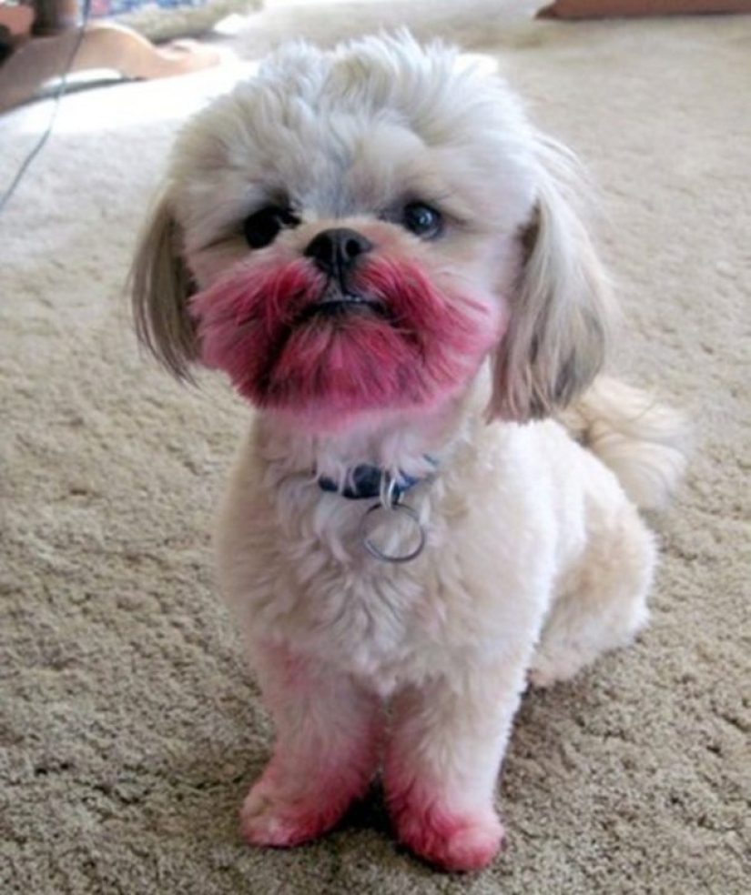 20 times when the owners caught their Pets red-handed 20 times when the owners caught their Pets red-handed