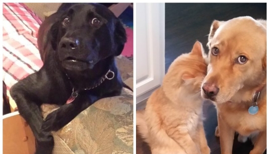 20 times when the owners caught their Pets red-handed