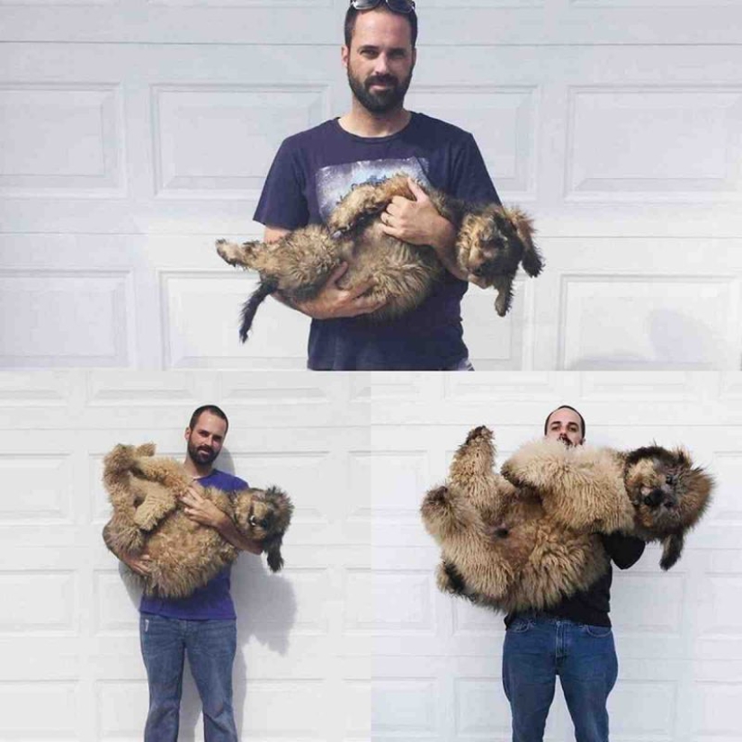 20 touching photos of dogs and their owners at the beginning of a friendship after many years