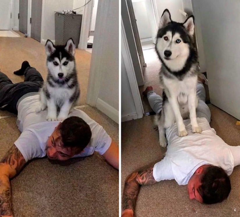 20 touching photos of dogs and their owners at the beginning of a friendship after many years