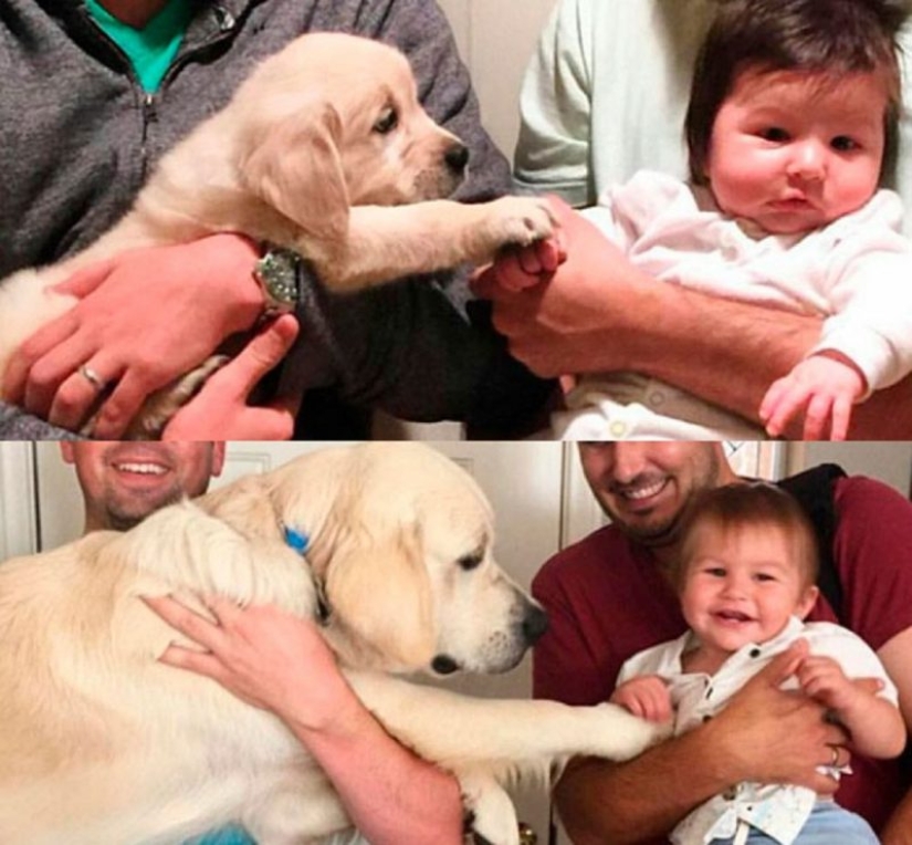 20 touching photos of dogs and their owners at the beginning of a friendship after many years