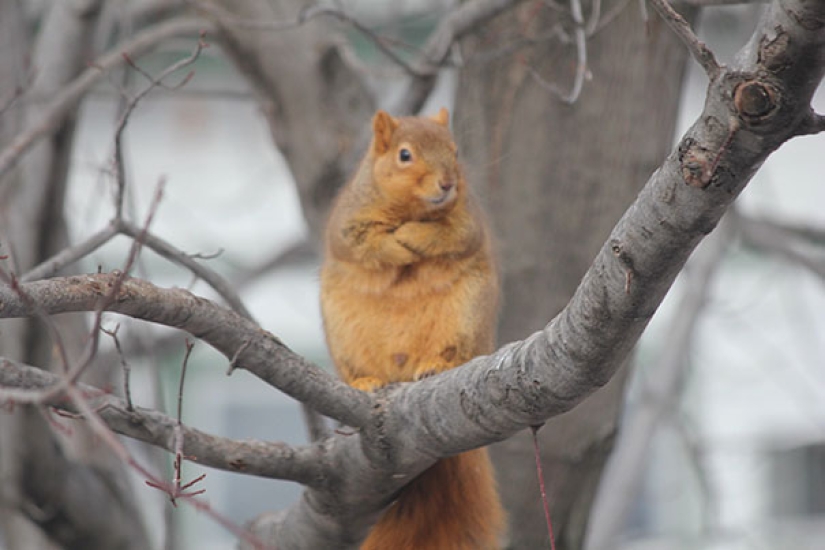 20 vicious animals that are better off not crossing the road