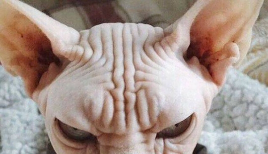 20 vicious animals that are better off not crossing the road 20 vicious animals that are better off not crossing the road