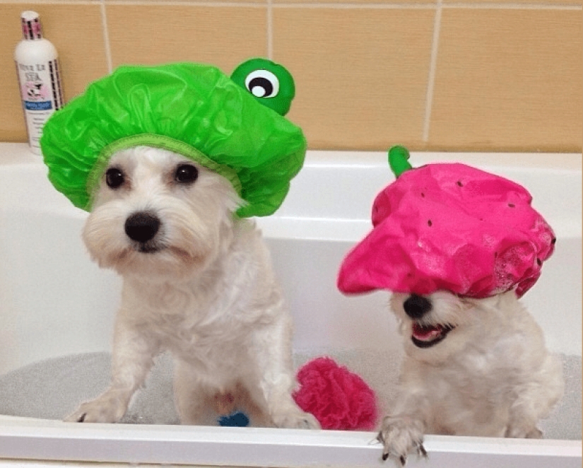 21 life hacks for pet owners 21 life hacks for pet owners