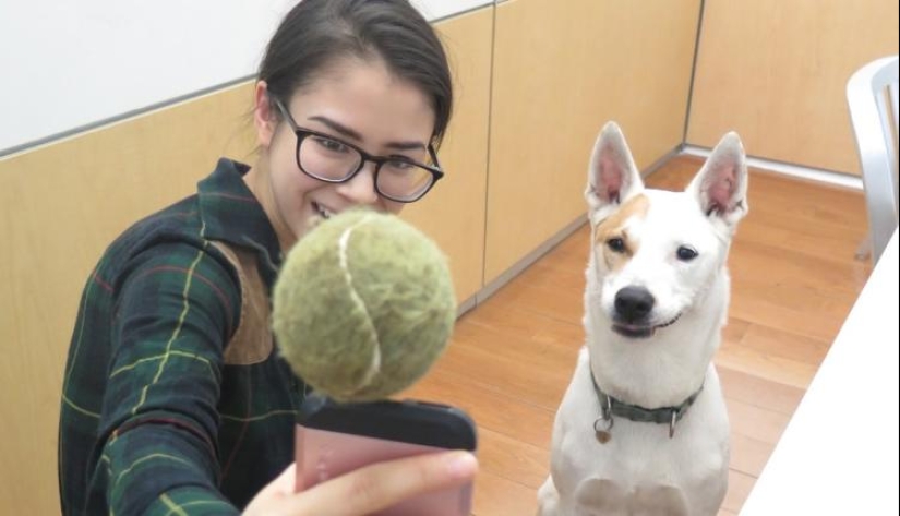 21 life hacks for pet owners 21 life hacks for pet owners