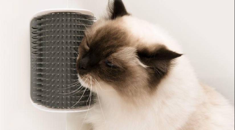 21 life hacks for pet owners 21 life hacks for pet owners