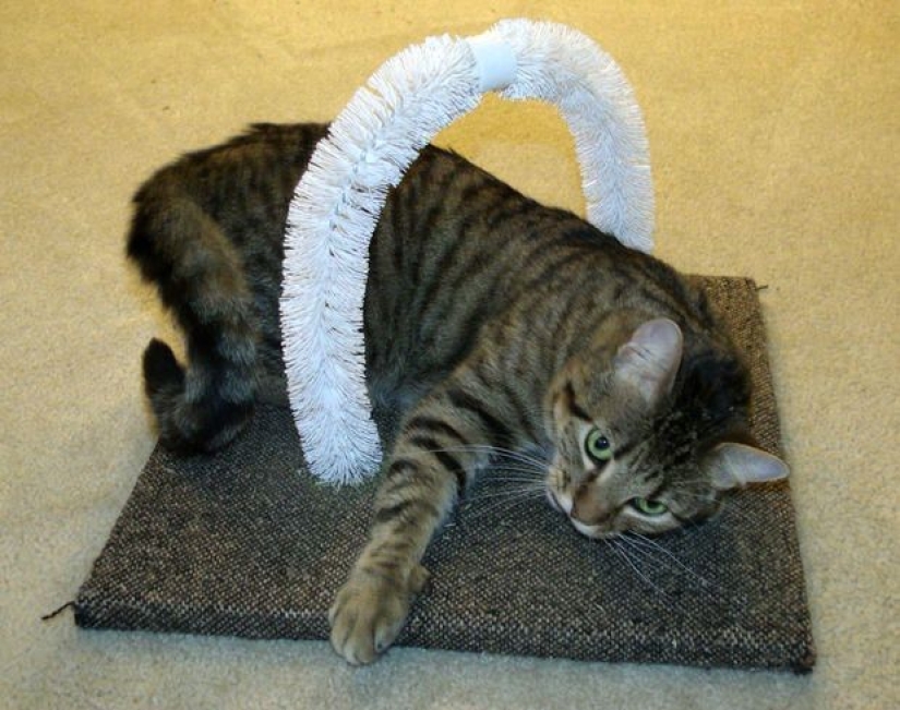 21 life hacks for pet owners 21 life hacks for pet owners