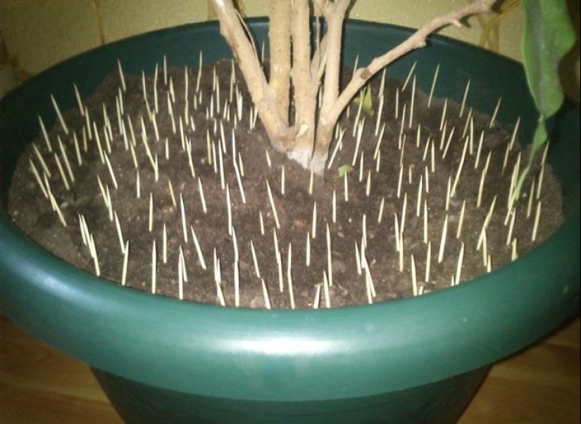 21 life hacks for pet owners 21 life hacks for pet owners