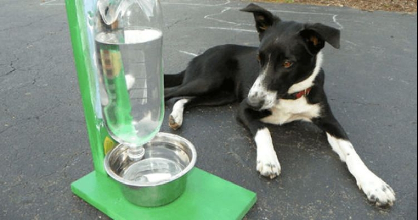 21 life hacks for pet owners 21 life hacks for pet owners