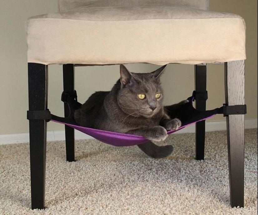 21 life hacks for pet owners 21 life hacks for pet owners