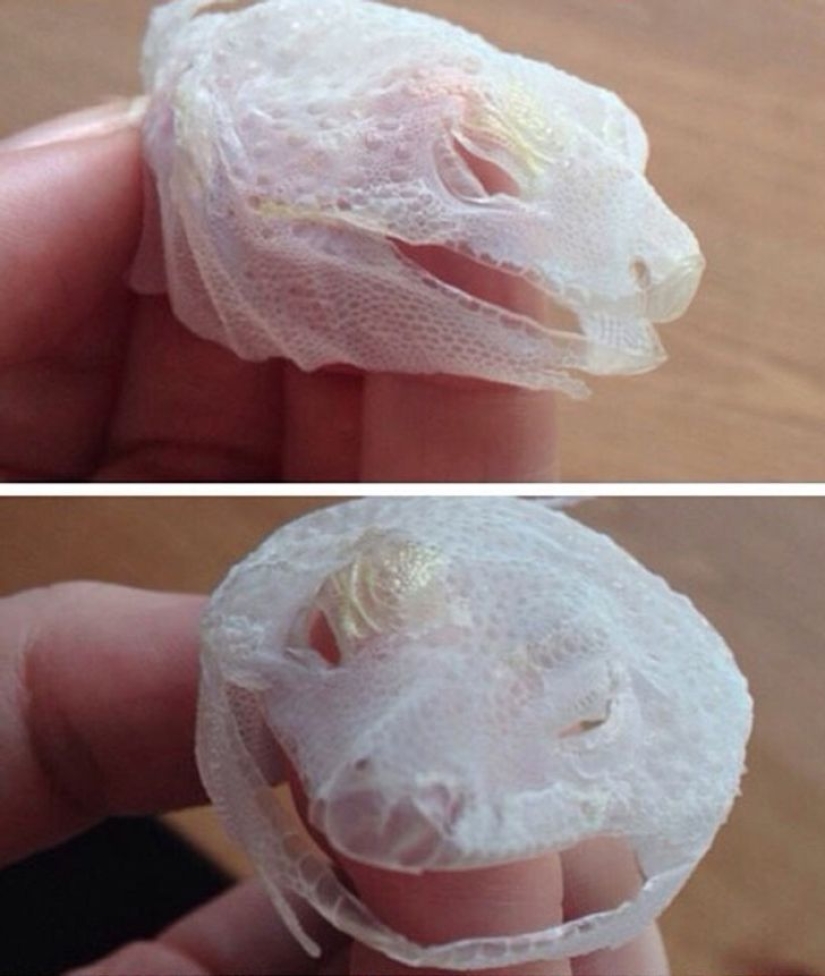 22 amazing things that rarely anyone managed to see