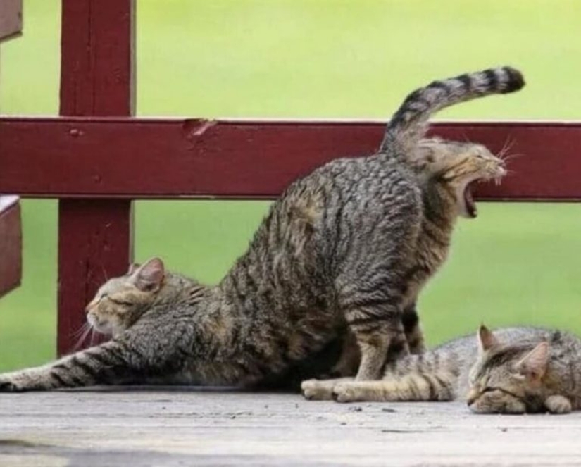 22 ambiguas imágenes acerca de que el diablo de los ojos romper 22 ambiguas imágenes acerca de que el diablo de los ojos romper