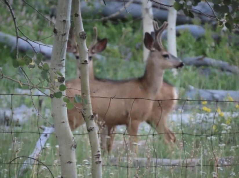 22 ambiguas imágenes acerca de que el diablo de los ojos romper 22 ambiguas imágenes acerca de que el diablo de los ojos romper