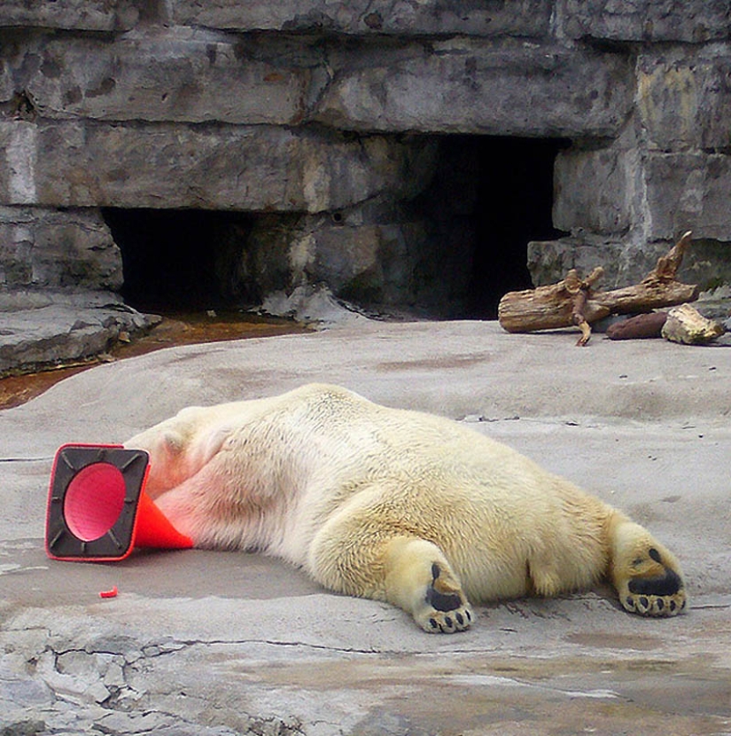 22 animales con sobrepeso 22 animales con sobrepeso