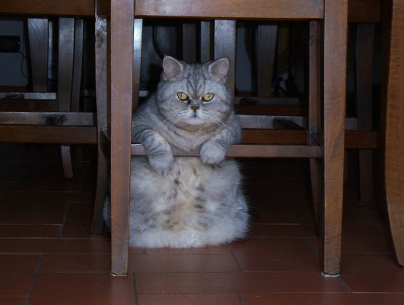 22 animales con sobrepeso 22 animales con sobrepeso