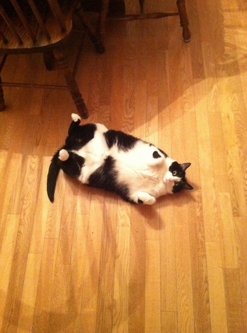 22 animales con sobrepeso 22 animales con sobrepeso