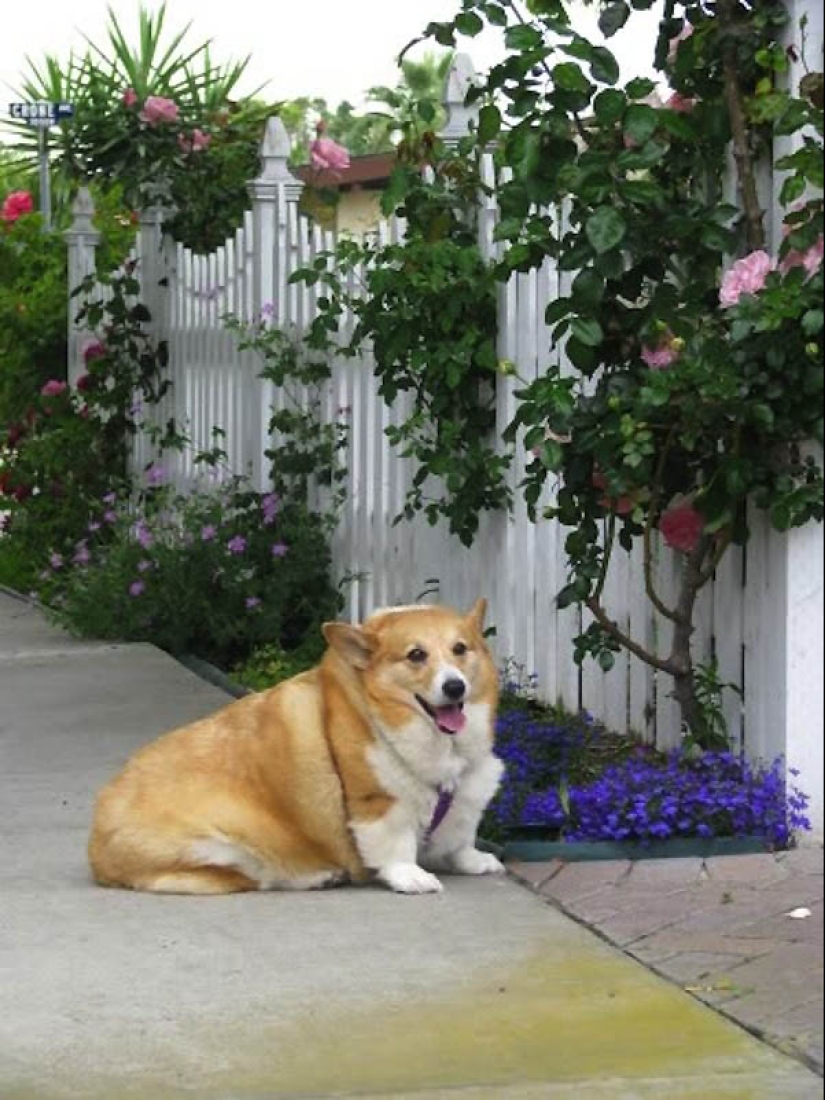 22 animales con sobrepeso 22 animales con sobrepeso