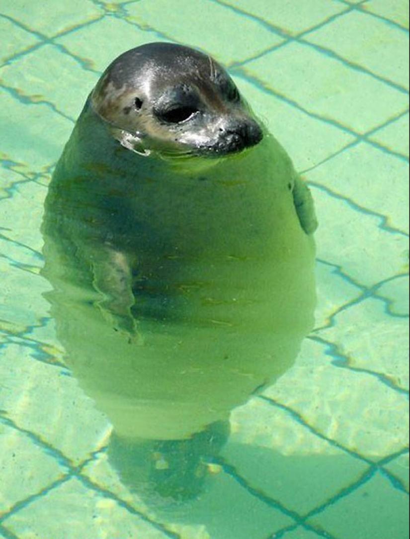 22 animales con sobrepeso 22 animales con sobrepeso