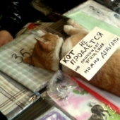 22 anuncios divertidos y extraños de los puestos del mercado