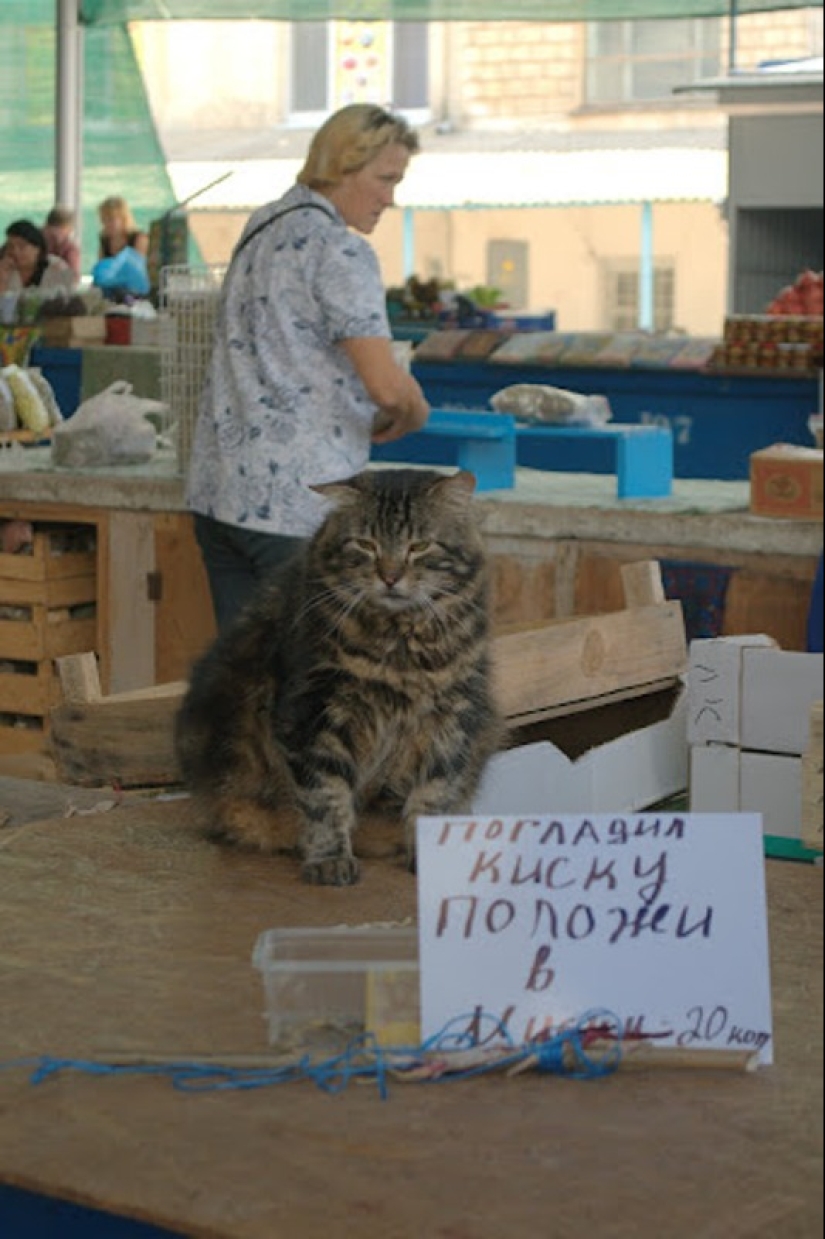 22 anuncios y notas divertidas escritas especialmente para gatos