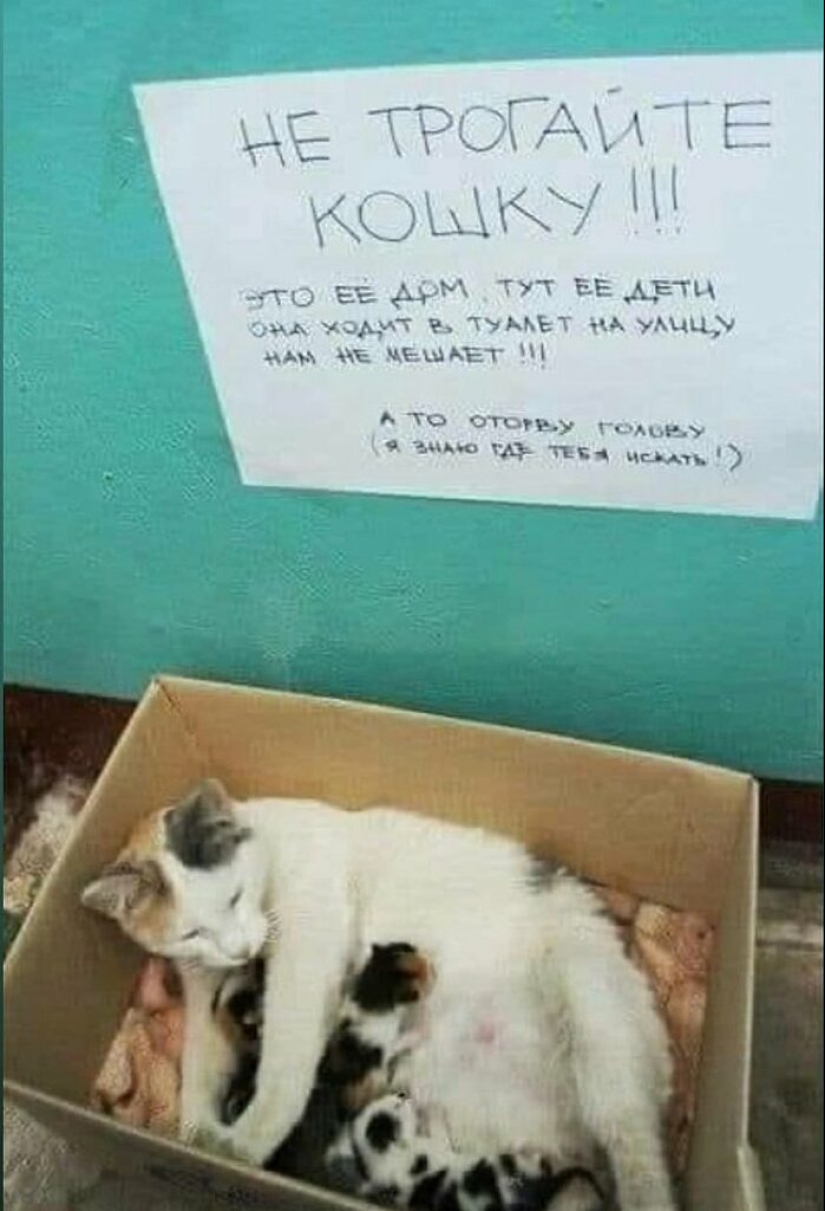 22 anuncios y notas divertidas escritas especialmente para gatos