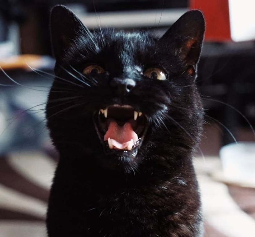 22 biting cats who decided to head the household hierarchy 22 biting cats who decided to head the household hierarchy