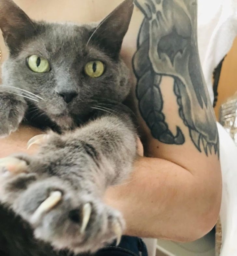 22 biting cats who decided to head the household hierarchy 22 biting cats who decided to head the household hierarchy