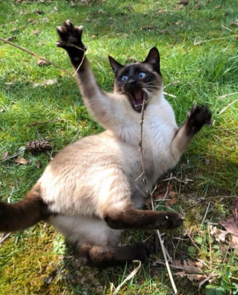 22 biting cats who decided to head the household hierarchy 22 biting cats who decided to head the household hierarchy