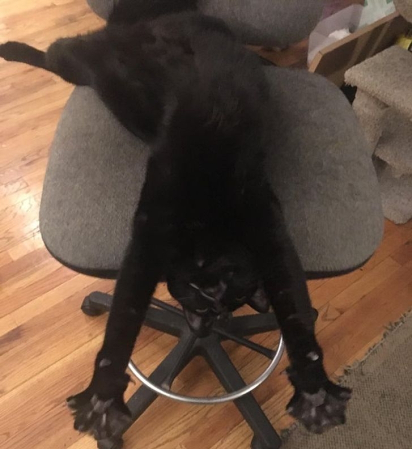 22 biting cats who decided to head the household hierarchy 22 biting cats who decided to head the household hierarchy