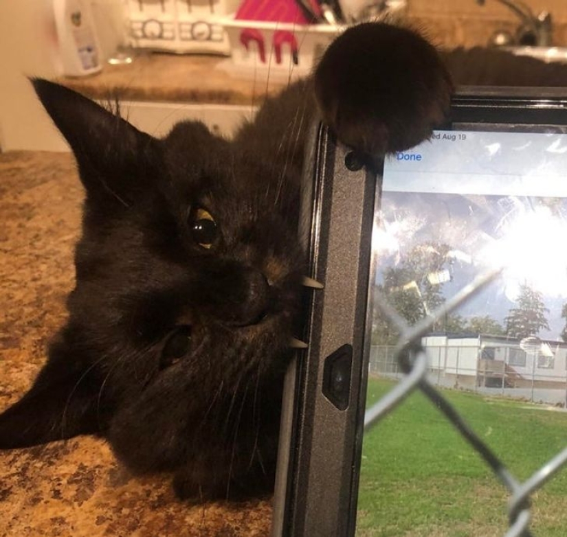 22 biting cats who decided to head the household hierarchy 22 biting cats who decided to head the household hierarchy