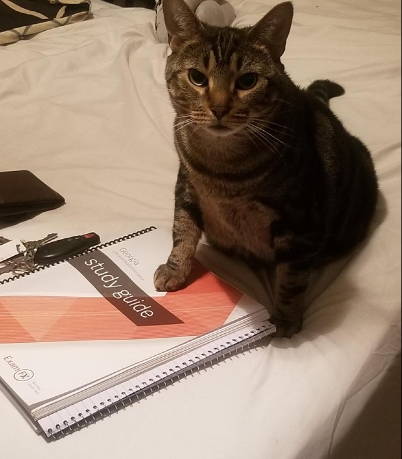 22 biting cats who decided to head the household hierarchy 22 biting cats who decided to head the household hierarchy